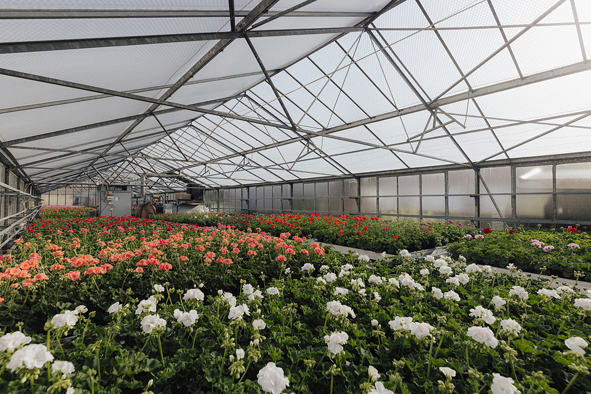 Geranien in vielen verschiedenen Farben
