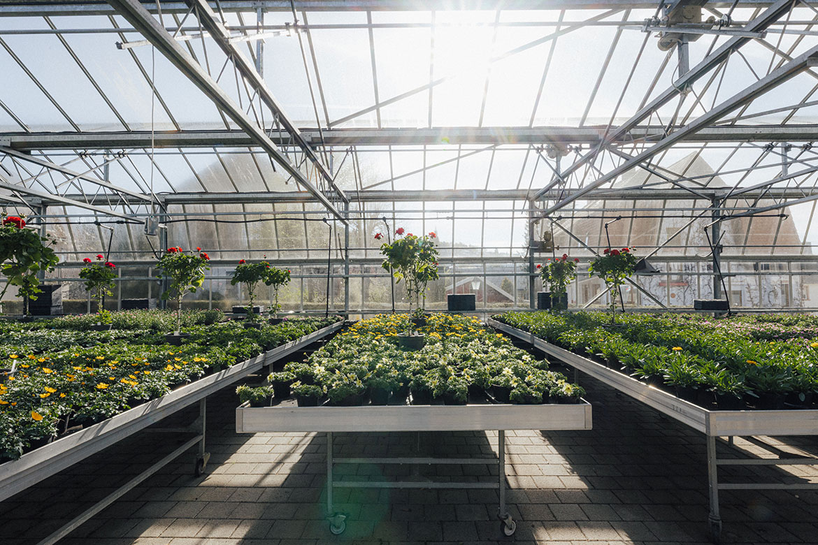 Beetpflanzen für Ihren Garten