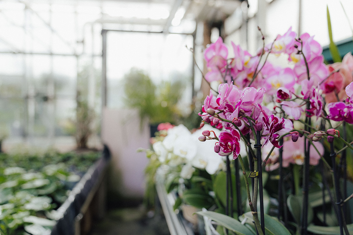 Orchideen